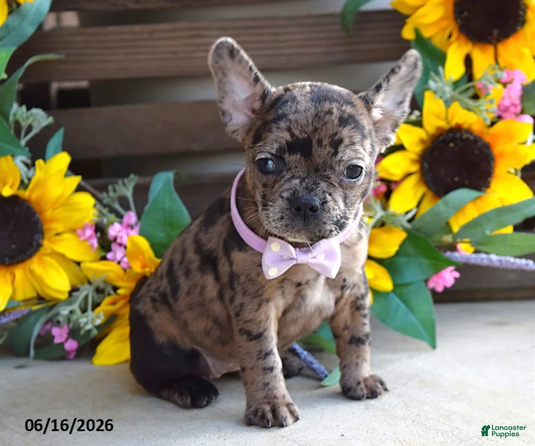 Frug dogs for sale: Jill - Ad 1
