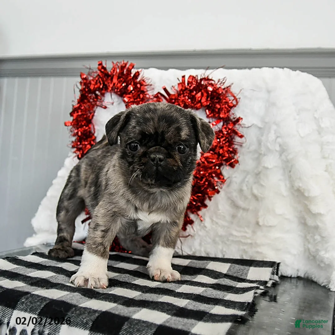 Pug dogs for sale: Mocha - Ad 4