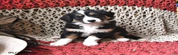 Border Collie dogs for sale: Patches - Ad 2