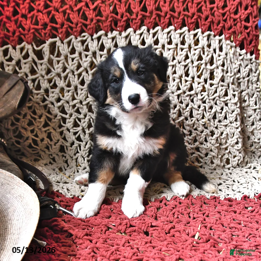 Border Collie dogs for sale: Patches - Ad 2
