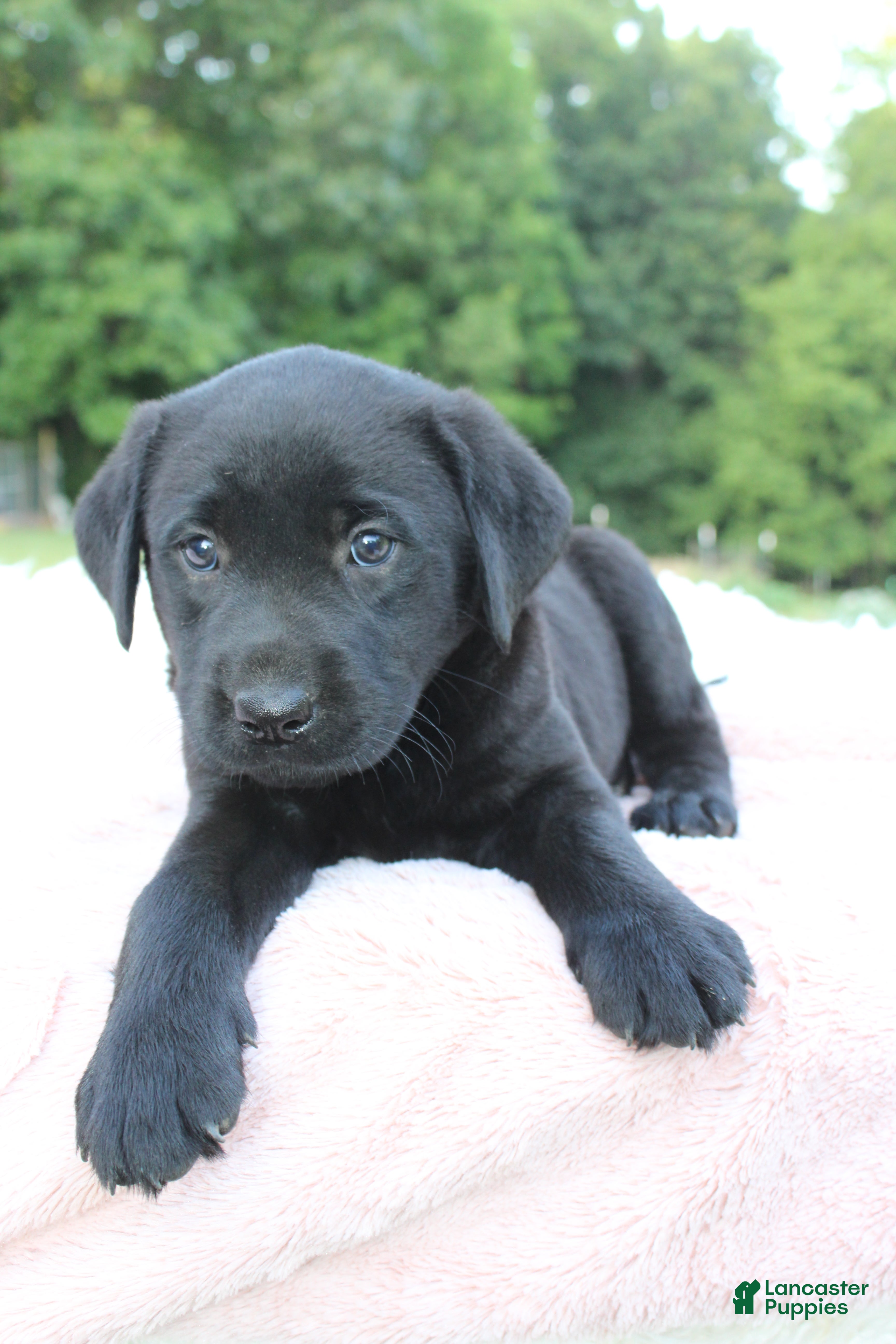 Labrador Retriever dogs Lady - Ad 2