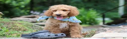 Standard Poodle dogs for sale: Leo - Ad 16