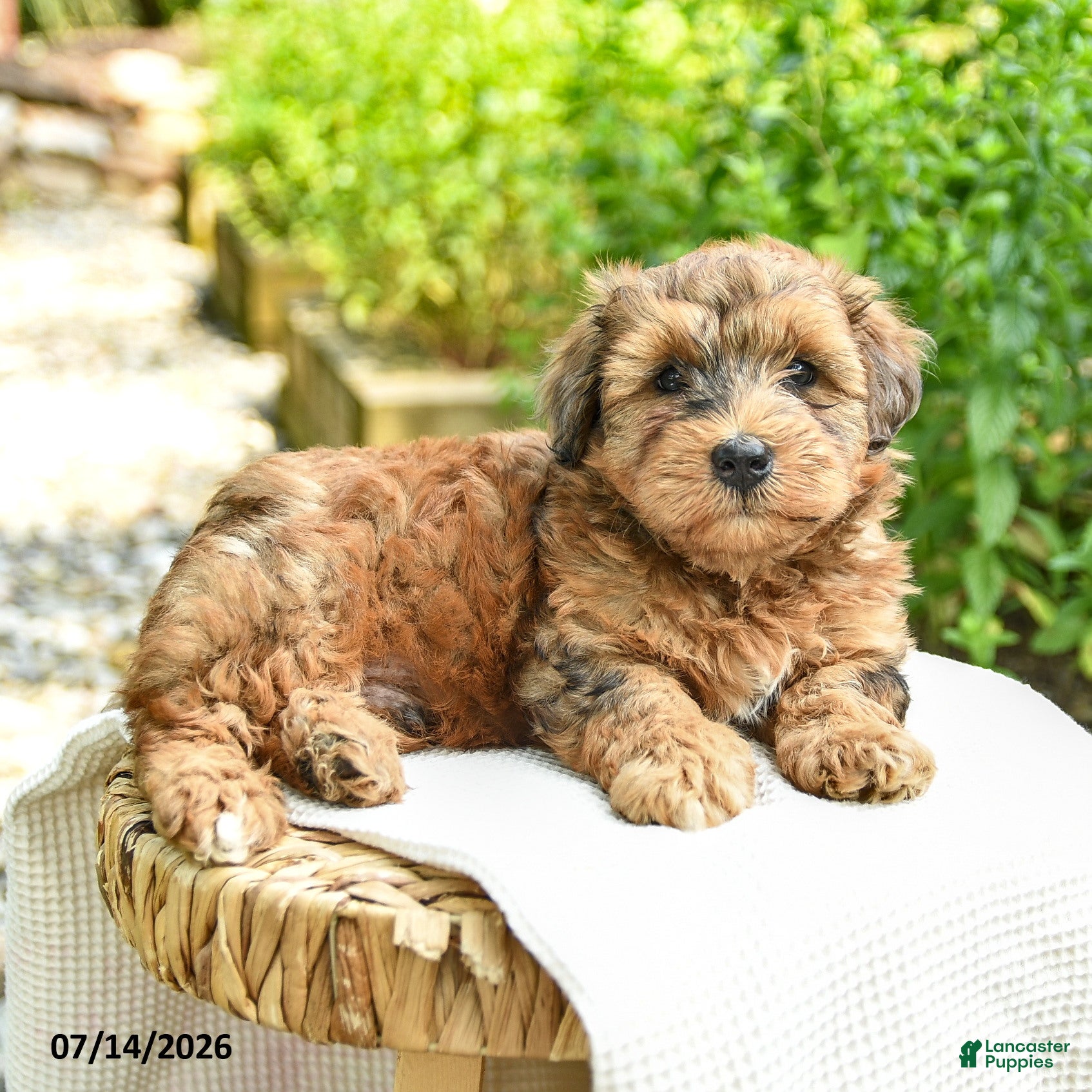 Shihpoo dogs Norman - Ad 2
