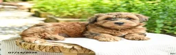 Shihpoo dogs for sale: Norman - Ad 2