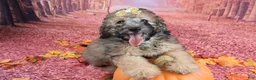 Saint Berdoodles dogs for sale: Stella Bella - Mini Saint Berdoodle - Ad 10