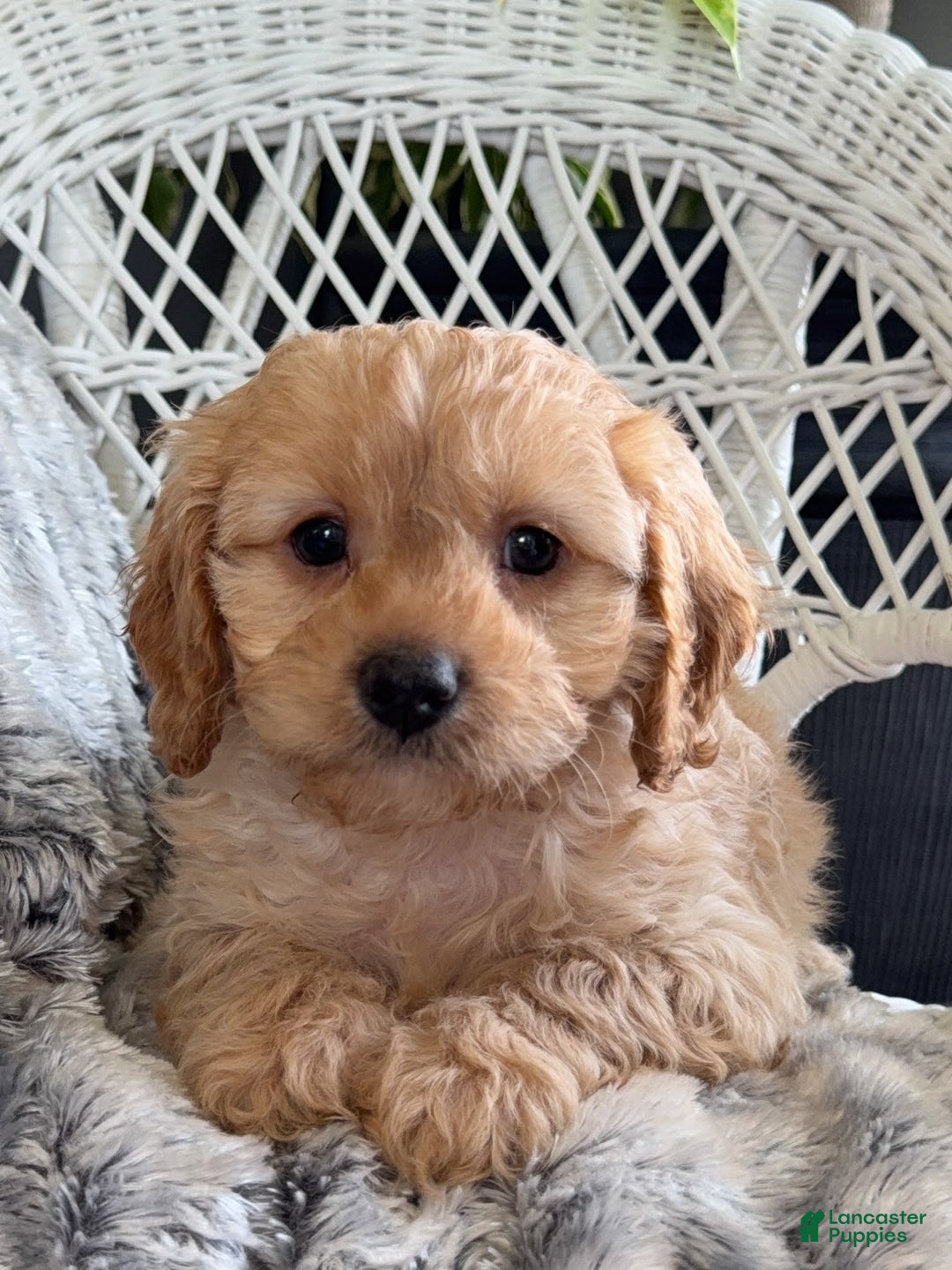 Gallery Image {{count}}