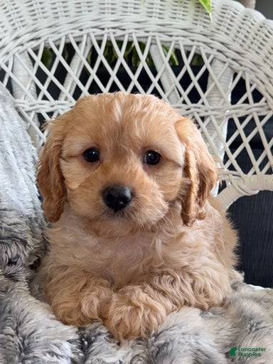 Gallery Image {{count}}