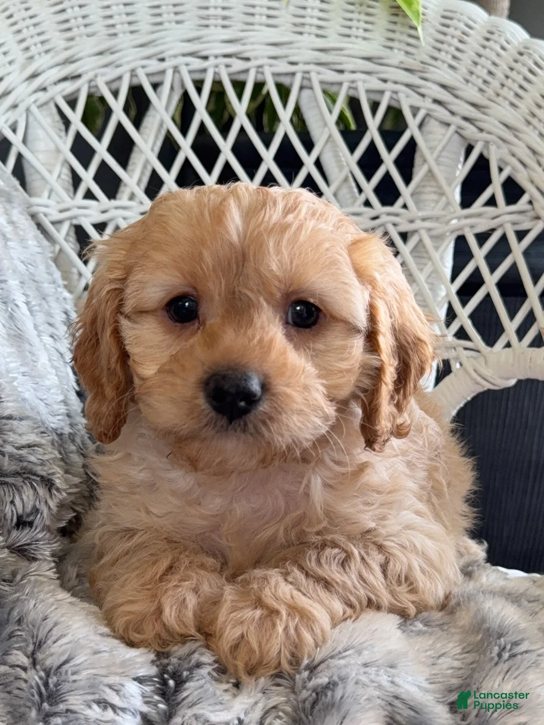 Gallery Image {{count}}