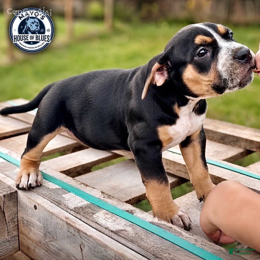 American Bully dogs for sale: American Bully 6 - Ad 1