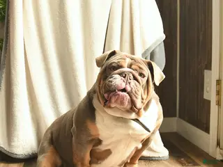 English Bulldog dogs Masie - Ad 9