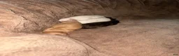 Havapoo dogs for sale: Havapoo Puppy 1 - Ad 1
