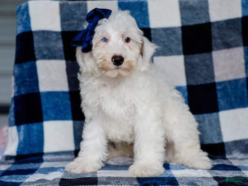 Mini Bernedoodle dogs Silas - Ad 1