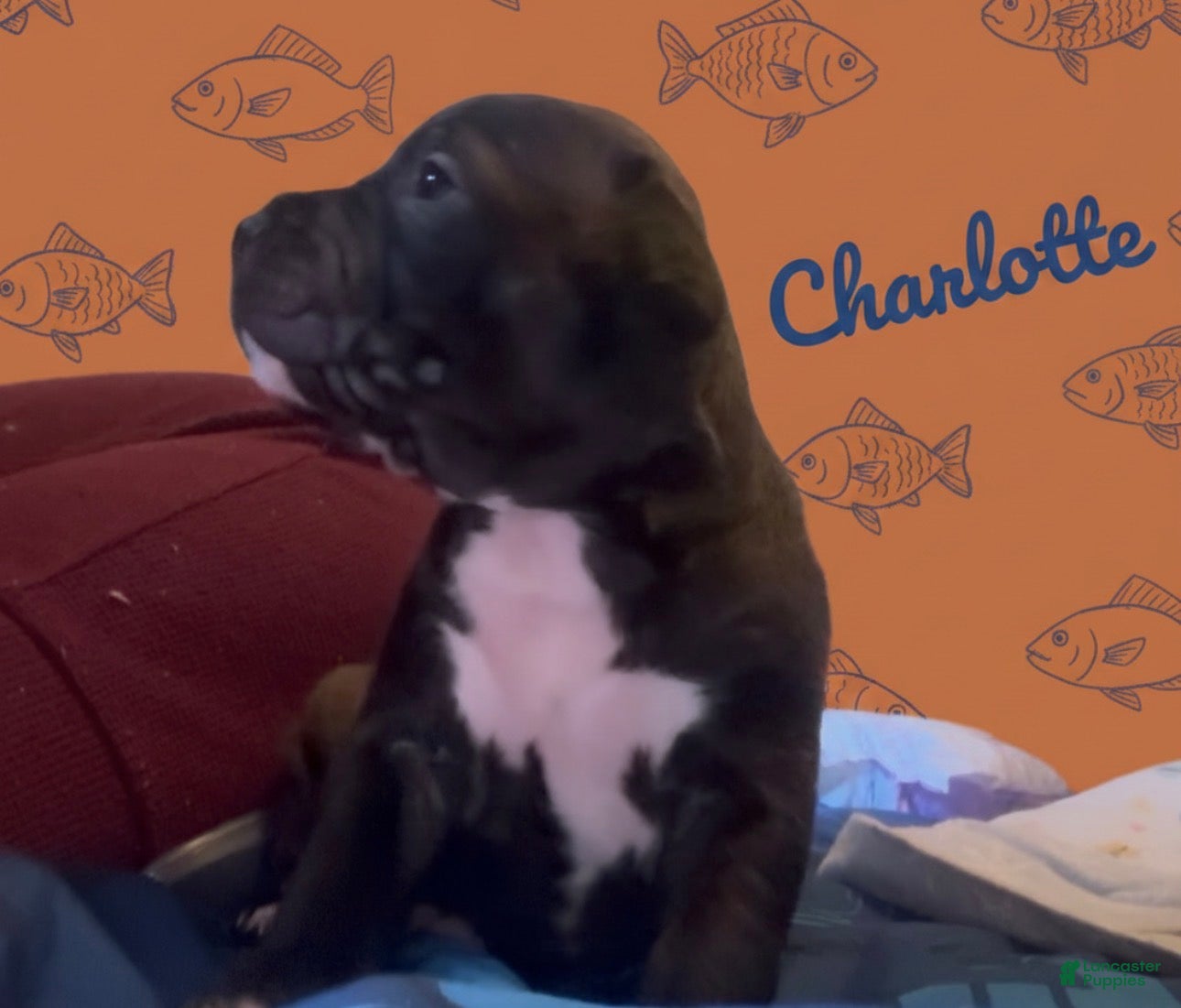 American Pit Bull Terrier dogs Charlotte - Ad 25