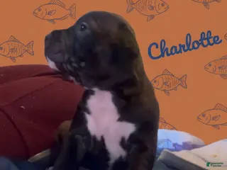 American Pit Bull Terrier dogs Charlotte - Ad 41