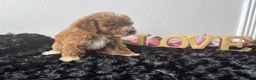 Mini Goldendoodle dogs for sale: Clint - Ad 2
