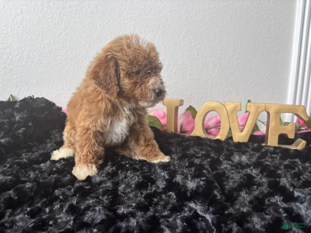 Mini Goldendoodle dogs for sale: Clint - Ad 2