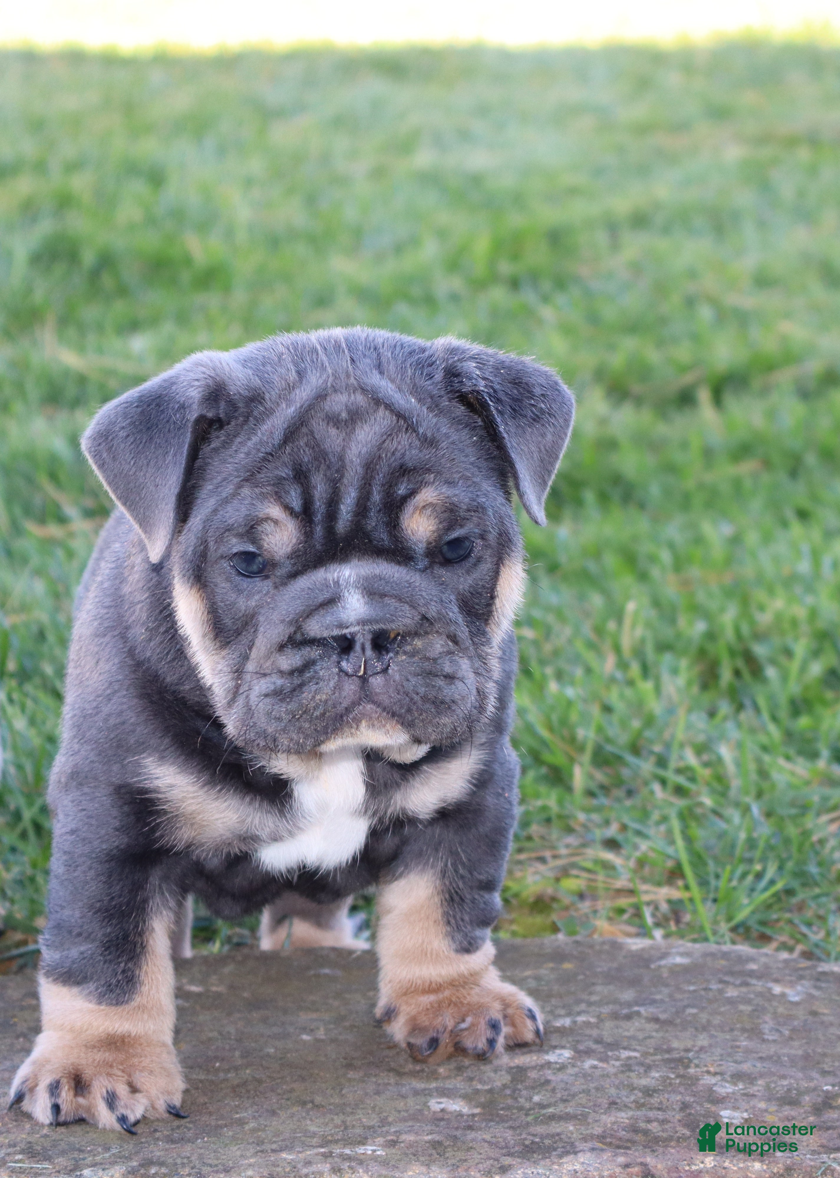 English Bulldog dogs for sale: Oscar - Ad 1