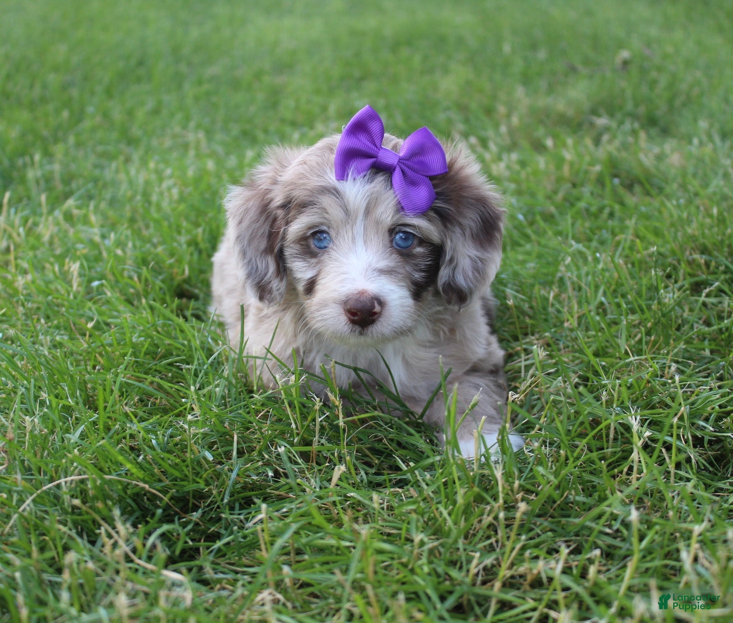 Mini Aussiedoodle dogs for sale: Jasmine 🎀 - Ad 5