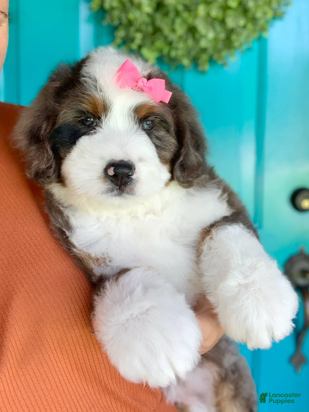Bernedoodle dogs for sale: Clover - Ad 5
