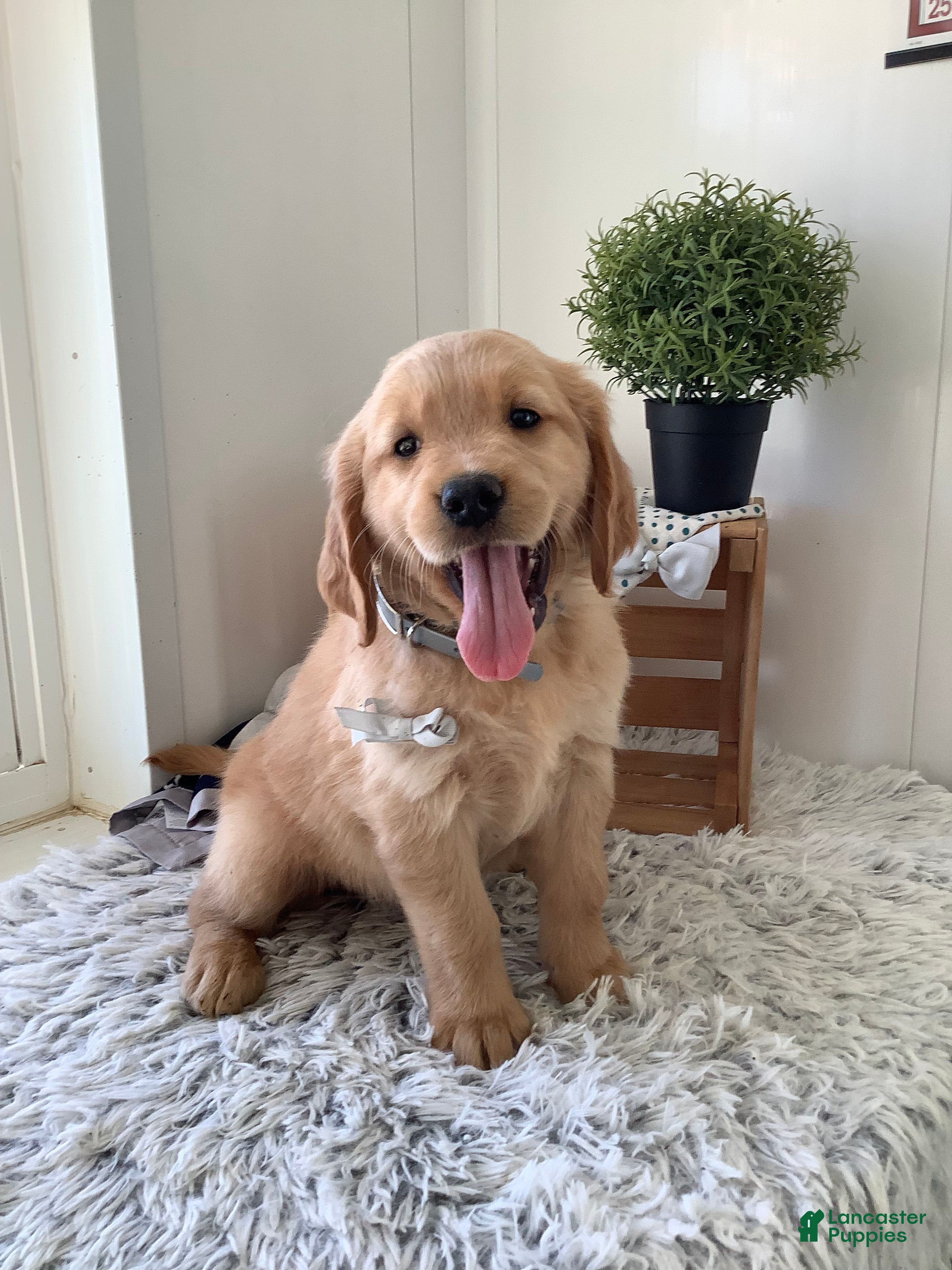 Golden Retriever dogs Golden Retriever -  Manny - Ad 1