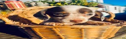 Miniature Dachshund dogs for sale: Miniature Dachshund 1 - Ad 1