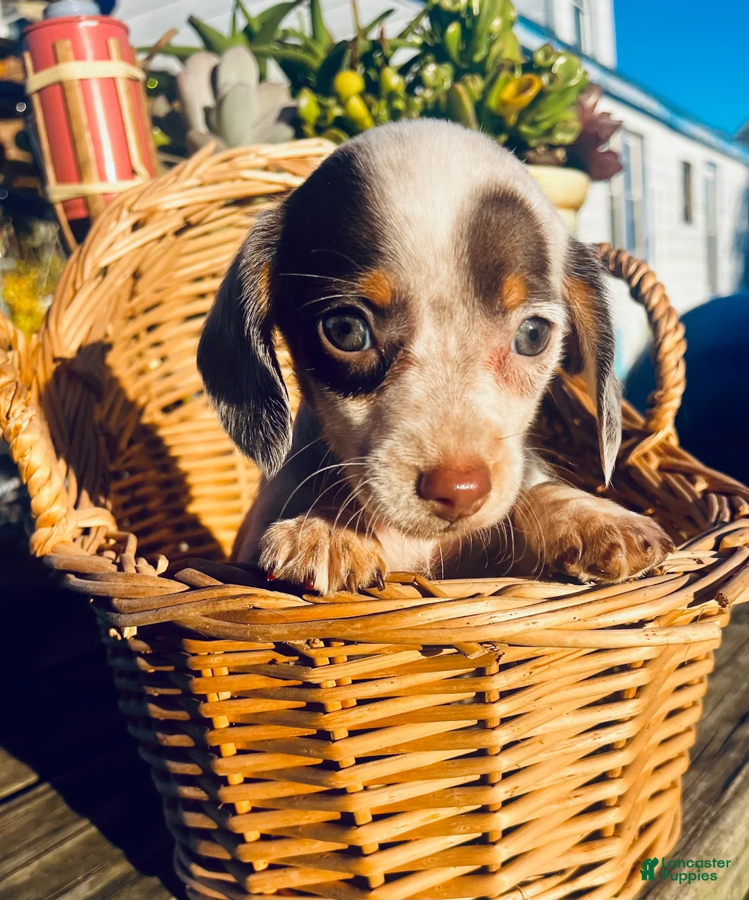 Miniature Dachshund dogs for sale: Miniature Dachshund 1 - Ad 1