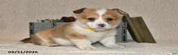 Welsh Corgi Pembroke dogs for sale: Cheri - Ad 4