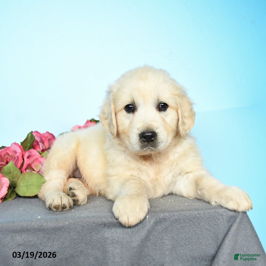 Golden Retriever dogs Dallas - Ad 2