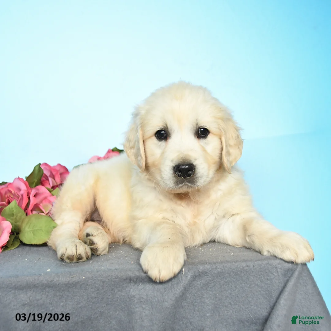 Golden Retriever dogs for sale: Dallas - Ad 2