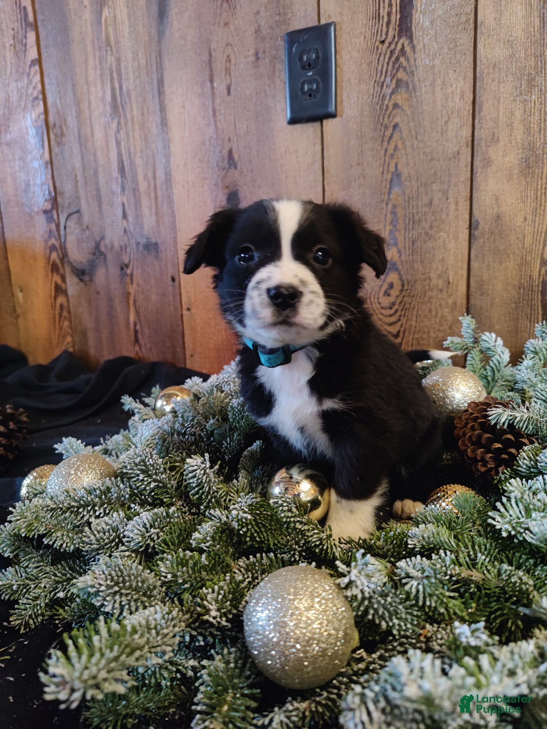 Mixed Breed dogs for sale: Truman - Ad 2