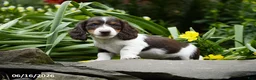 Miniature Dachshund dogs for sale: Trooper - Ad 3