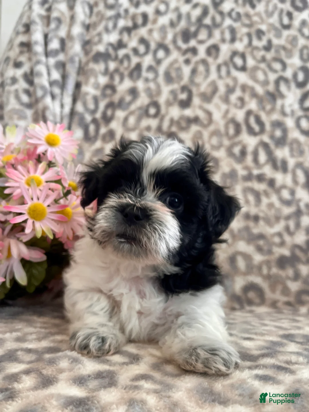 Teddy Bear dogs for sale: Teddy Bear Maverick - Ad 3