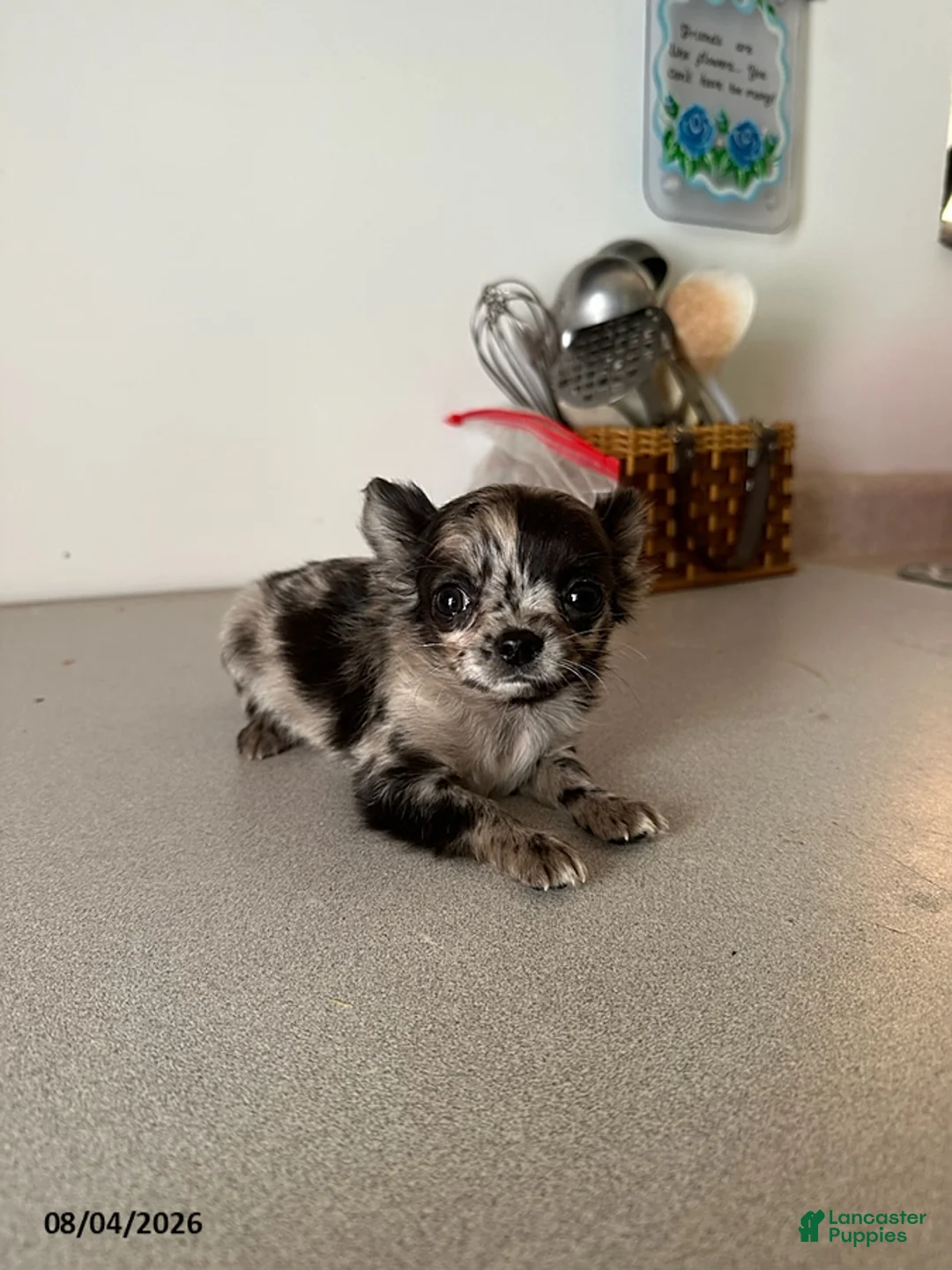 Chihuahua dogs for sale: Dexter - Ad 4
