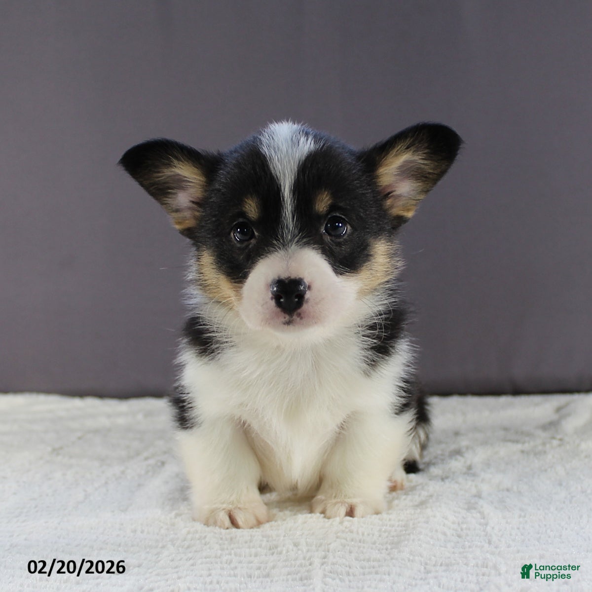 Welsh Corgi Pembroke dogs Lola - Ad 1