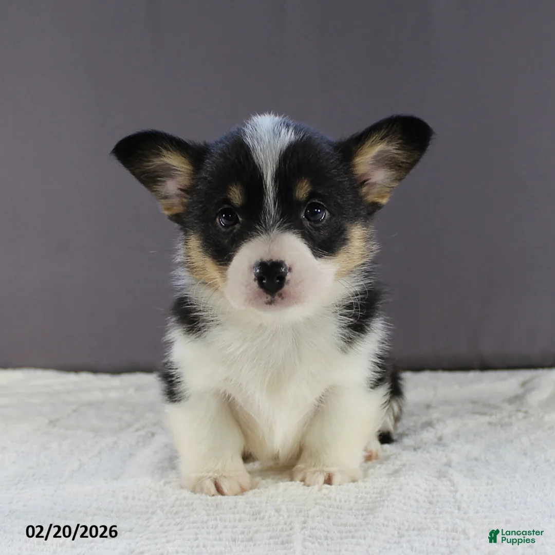 Welsh Corgi Pembroke dogs for sale: Lola - Ad 1