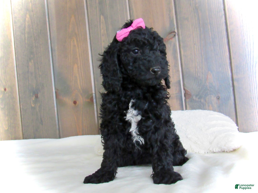 Mini Goldendoodle dogs for sale: Bella - Ad 22