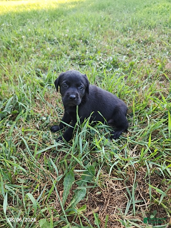 Labrador Retriever dogs Tucker - Ad 1