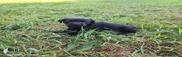 Labrador Retriever dogs for sale: Tucker - Ad 1