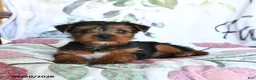 Yorkshire Terrier dogs for sale: Mia  - Ad 3