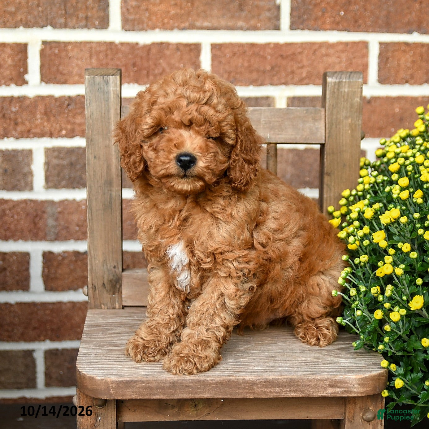 Miniature Poodle dogs Cheerios - Ad 2