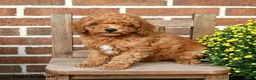 Miniature Poodle dogs for sale: Cheerios - Ad 2