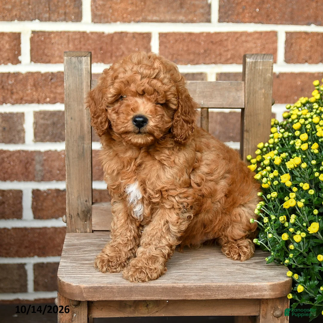 Miniature Poodle dogs for sale: Cheerios - Ad 2