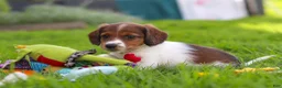 Miniature Dachshund dogs for sale: Benji - Ad 9