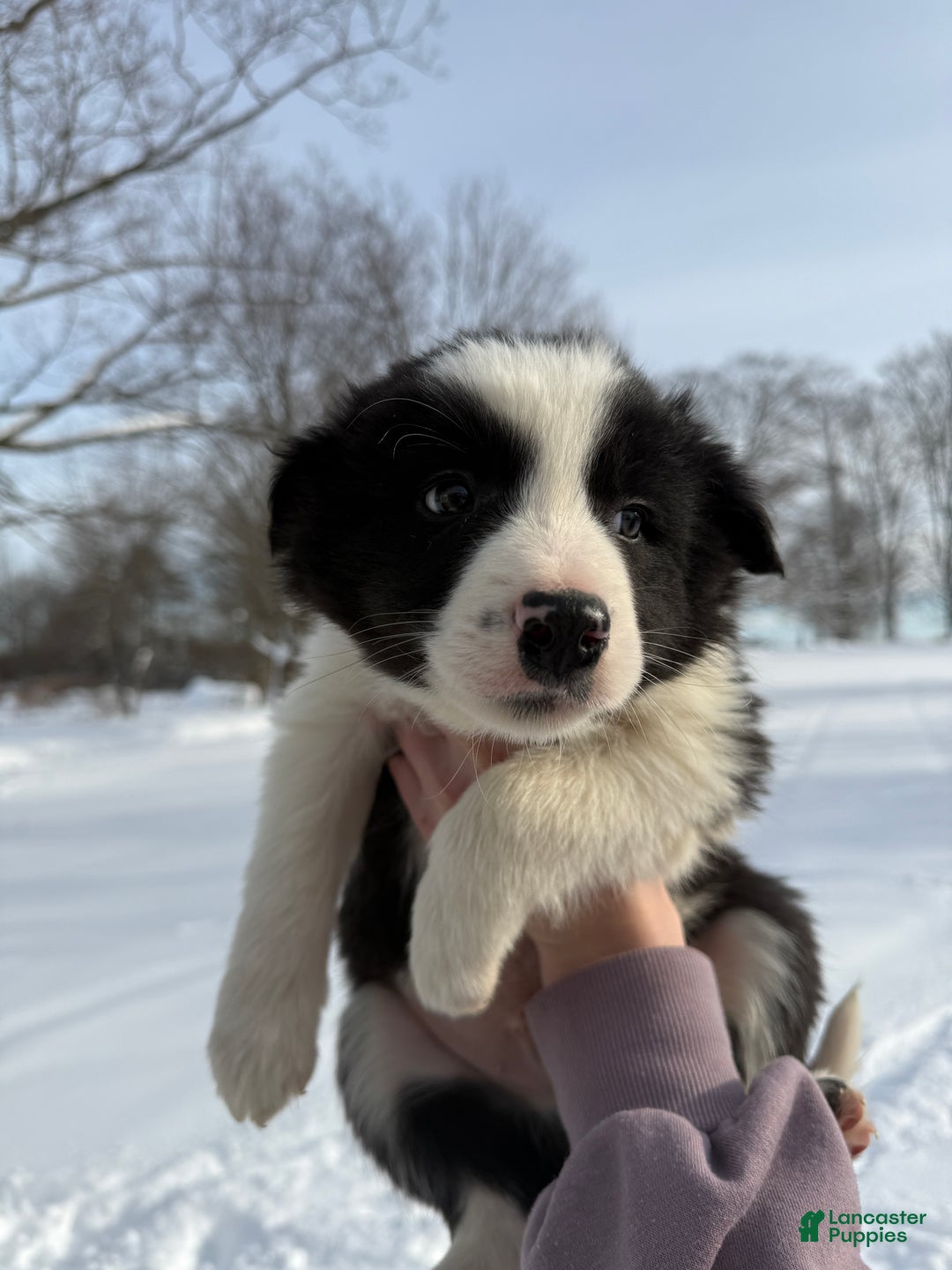 Border Collie dogs for sale: Male 1  - Ad 2