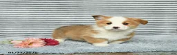 Welsh Corgi Pembroke dogs for sale: Chip - Ad 1