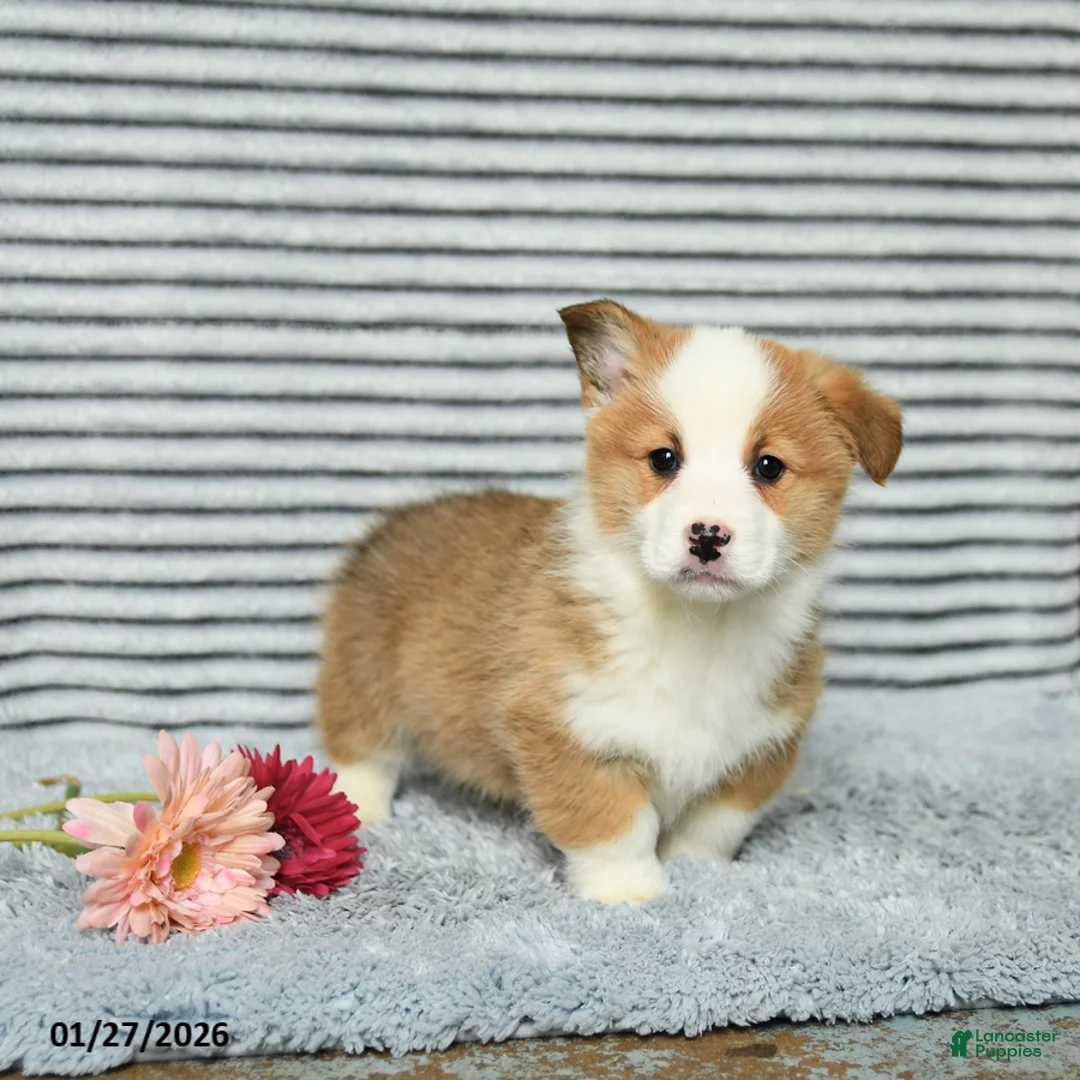 Welsh Corgi Pembroke dogs for sale: Chip - Ad 1