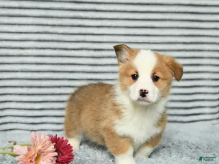 Welsh Corgi Pembroke dogs Chip - Ad 31