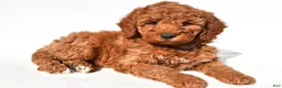 Mini Goldendoodle dogs for sale: Ashton - Ad 4