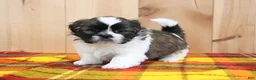Shihpoo dogs for sale: Storm - Ad 2