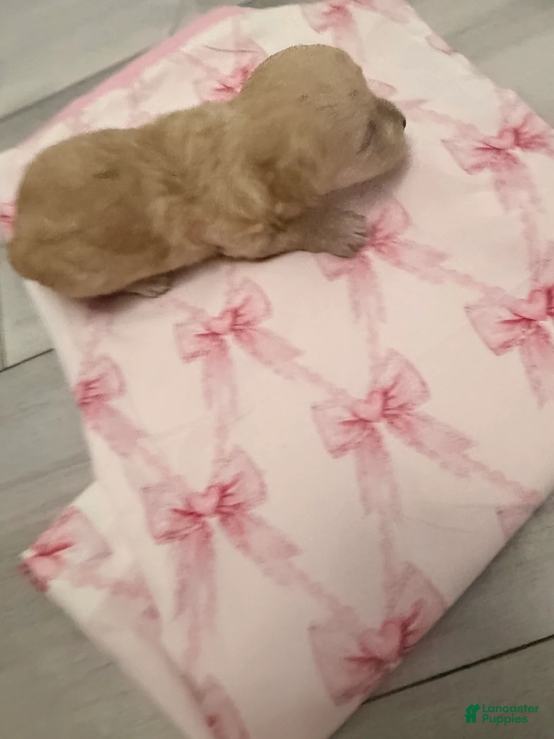 Yorkiepoo dogs for sale: Yorkiepoo 4 - Ad 2